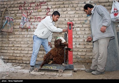 آغاز نظارت 48 تیم دامپزشکی کرمانشاه بر عرضه دام قربانی