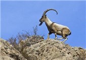 دستگیری متخلفان زندهگیری بز وحشی کوه بافق