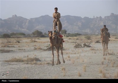 برگزاری مسابقات شتردوانی در چابهار