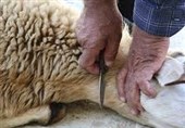  استقرار 11 مرکز عرضه دام زنده بهداشتی در کرمانشاه
