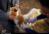 واکسیناسبون بیش از 2 میلیون رأس دام علیه طاعون در کرمانشاه
