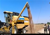 خرید تضمینی 1500 تن گندم از کشاورزان خراسان جنوبی