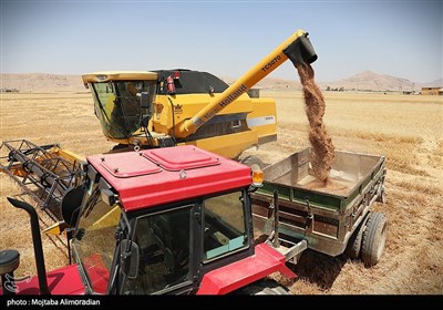 آغاز برداشت کشت‌های دیم در خوزستان