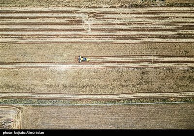 آغاز برداشت کشت‌های دیم در خوزستان