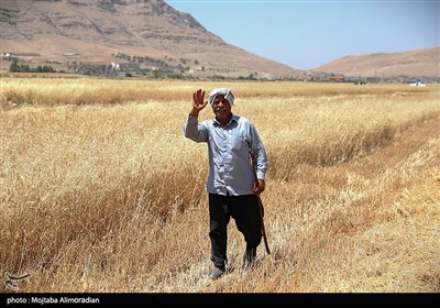 آغاز برداشت کشت‌های دیم در خوزستان