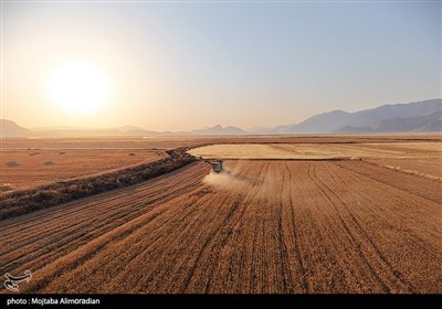آغاز برداشت کشت‌های دیم در خوزستان