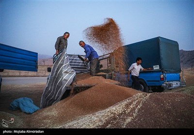 آغاز برداشت کشت‌های دیم در خوزستان