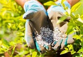 افزایش بهرهوری کشاورزی گیلان با مصرف هدفمند کودهای شیمیایی
